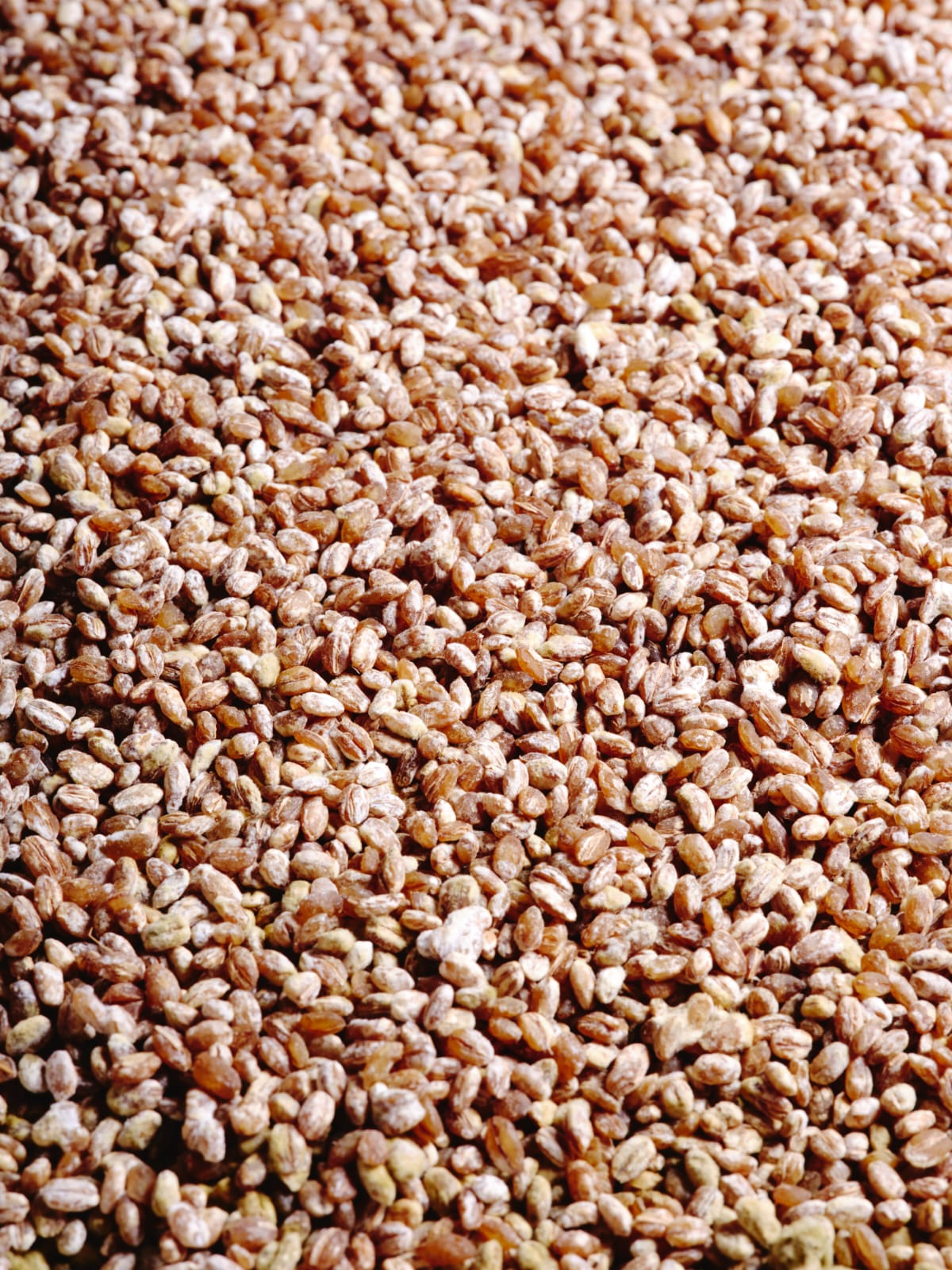 Organic Koji Rice